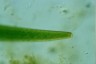 Closterium turgidum