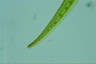 Closterium ralfsii