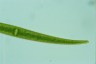 Closterium ralfsii