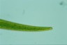 Closterium ralfsii