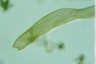 Spirostomum ambiguum