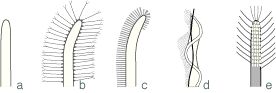 Flagella_types